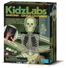 ANATOMIA - SZKIELET CZŁOWIEKA 4M