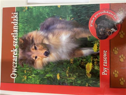 Owczarek szetlandzki